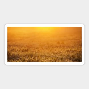 Sunrise Panoramic Spring background Sticker